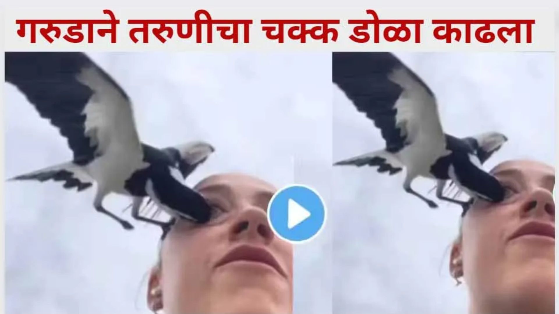 eagle attack viral video